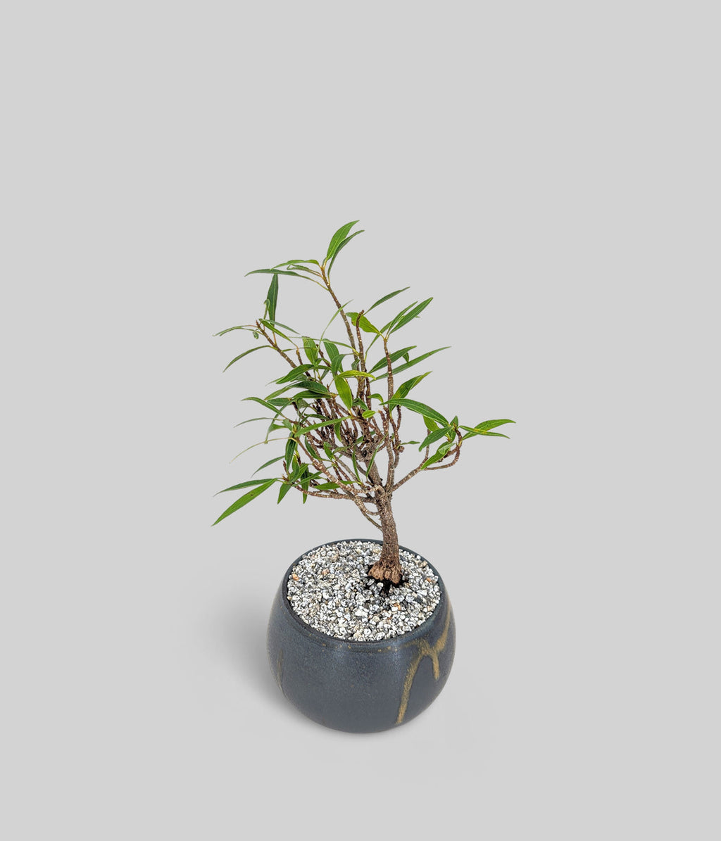 Willow Leaf Fig Bonsai Tree