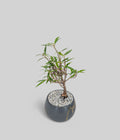 Willow Leaf Fig Bonsai Tree