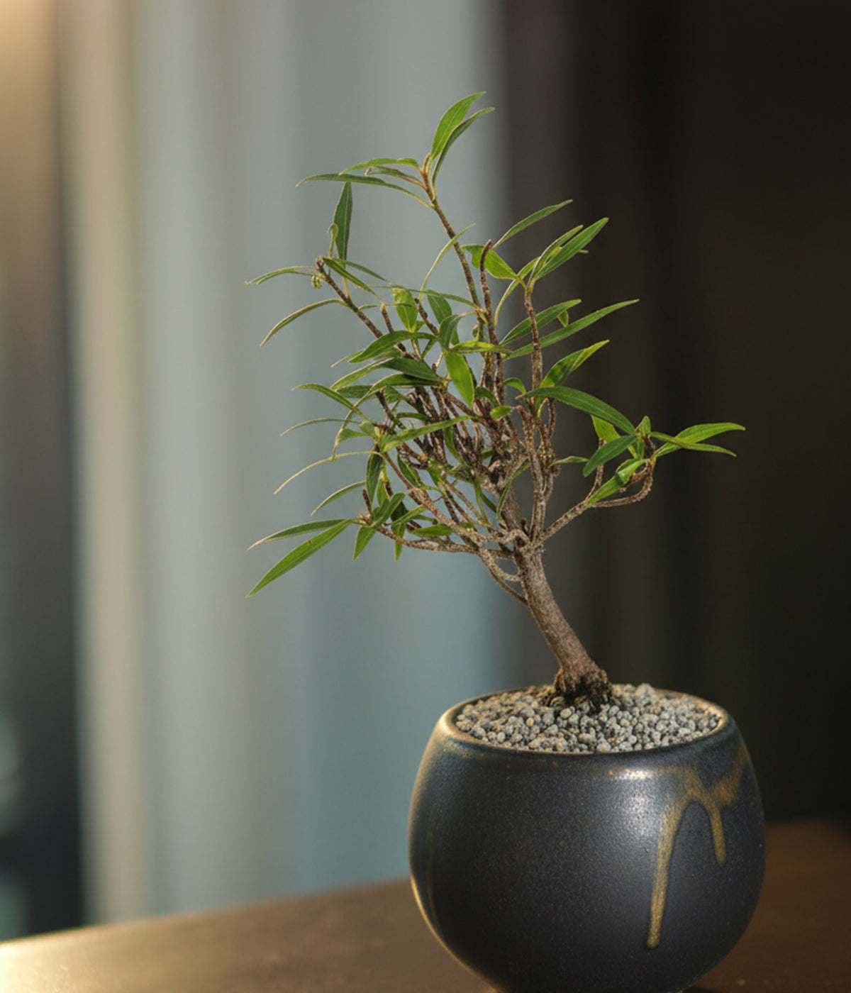 Willow Leaf Fig Bonsai Tree