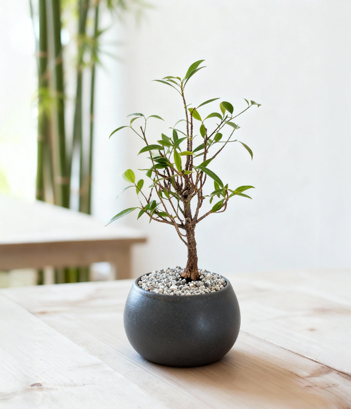 Willow Leaf Fig Bonsai Tree