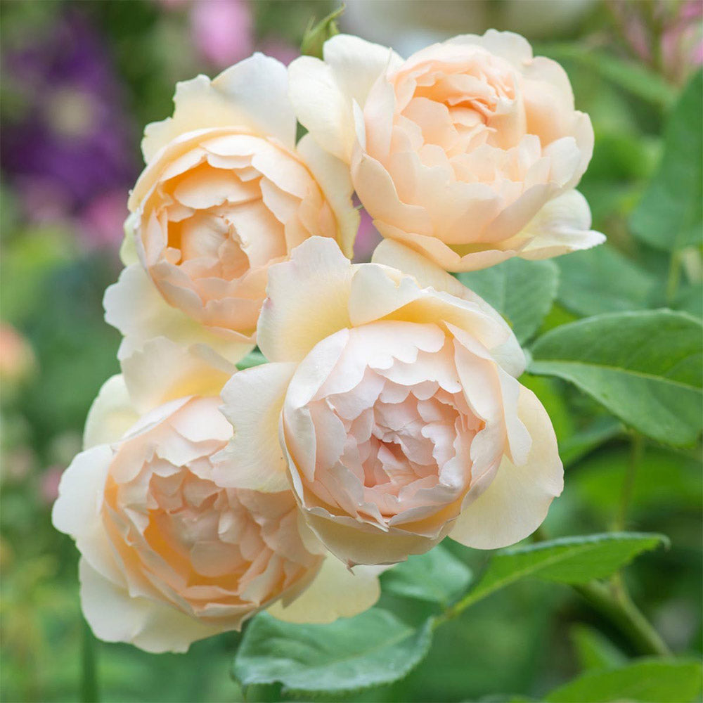 Wollerton Old Hall™ Rose Bush