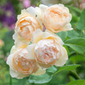 Wollerton Old Hall™ Rose Bush