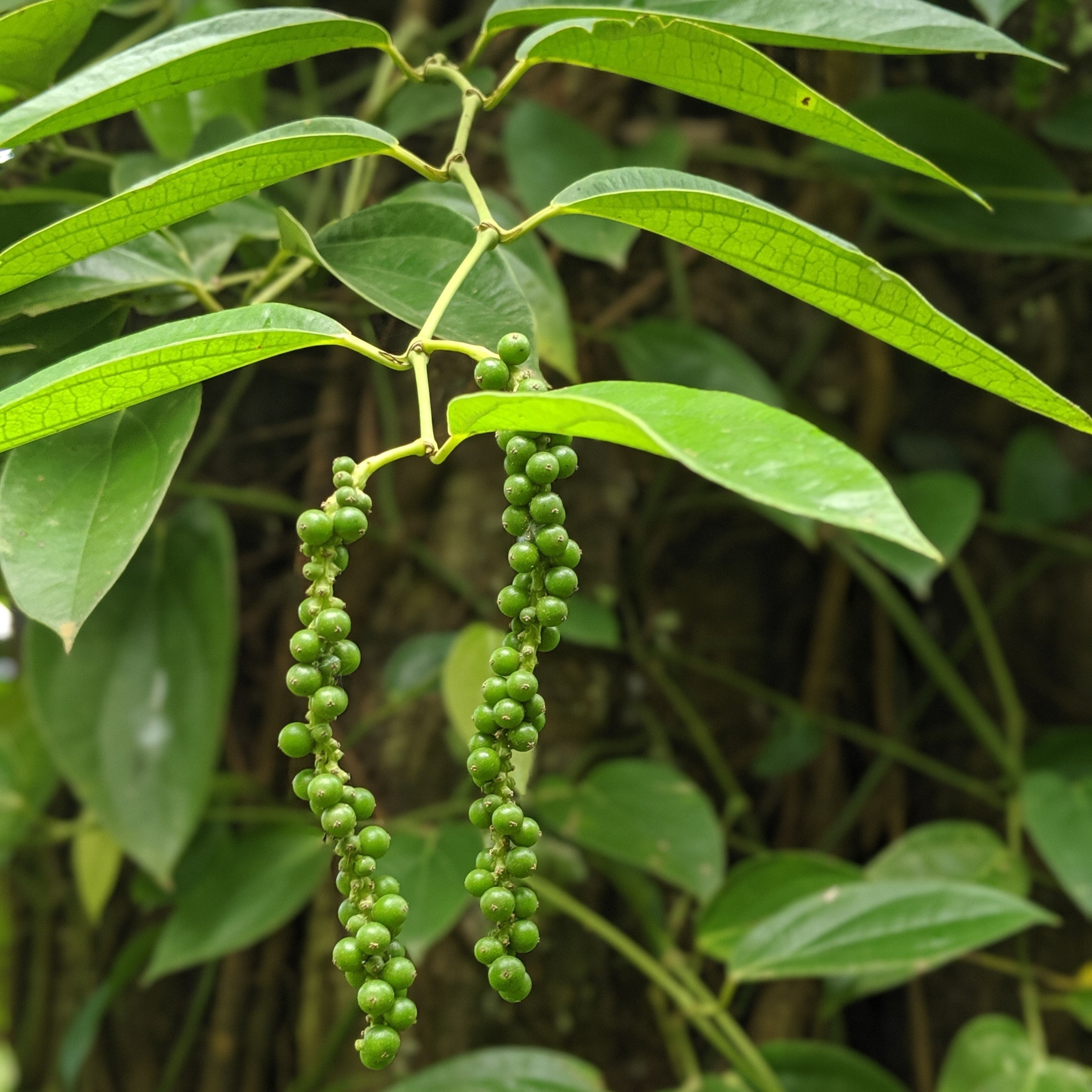 Zanzibar Black Peppercorns