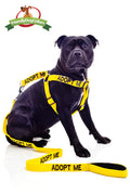 Adopt Me Lead and Strap Harness