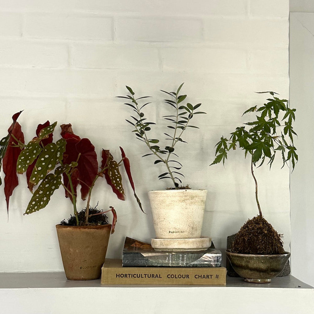 Olive Tree, Potted