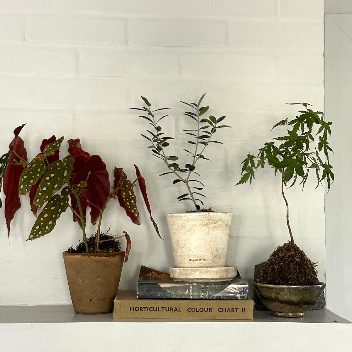 Olive Tree, Potted