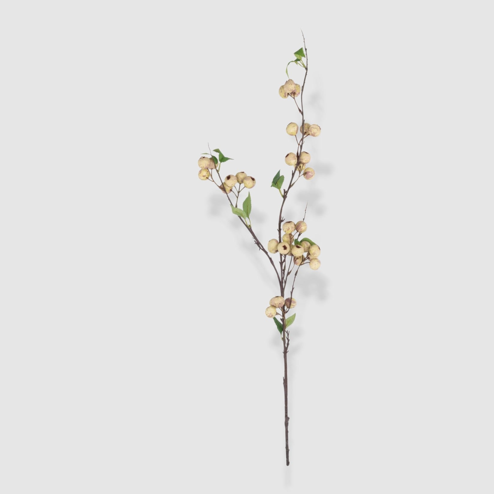 Faux Hawthorn Cream