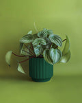 Monroe Planter - Rainforest