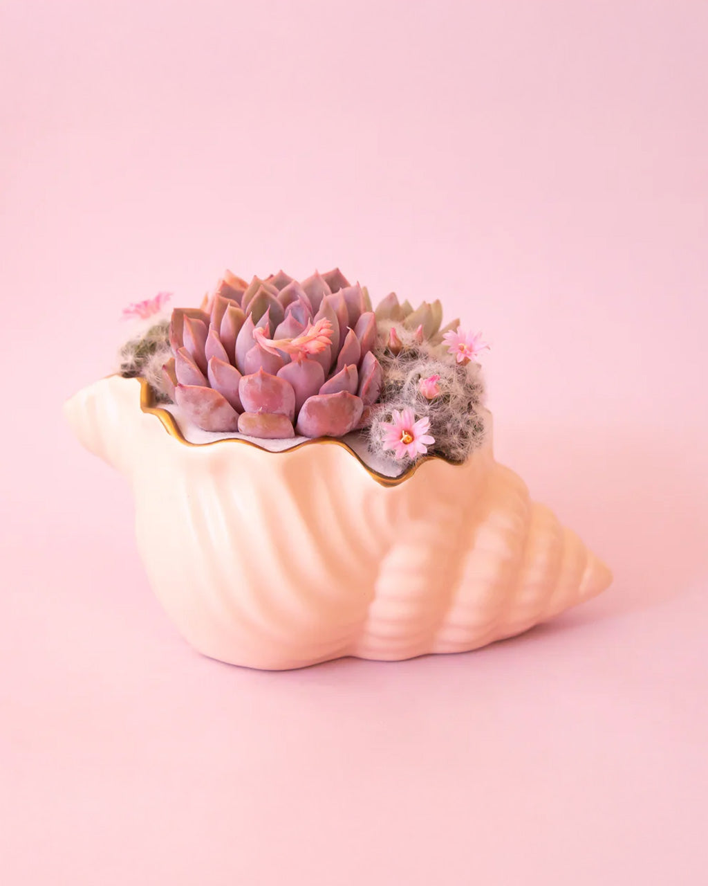 Siren Shell Planter - Vanilla