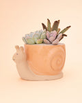 Snail Planter - Sunset