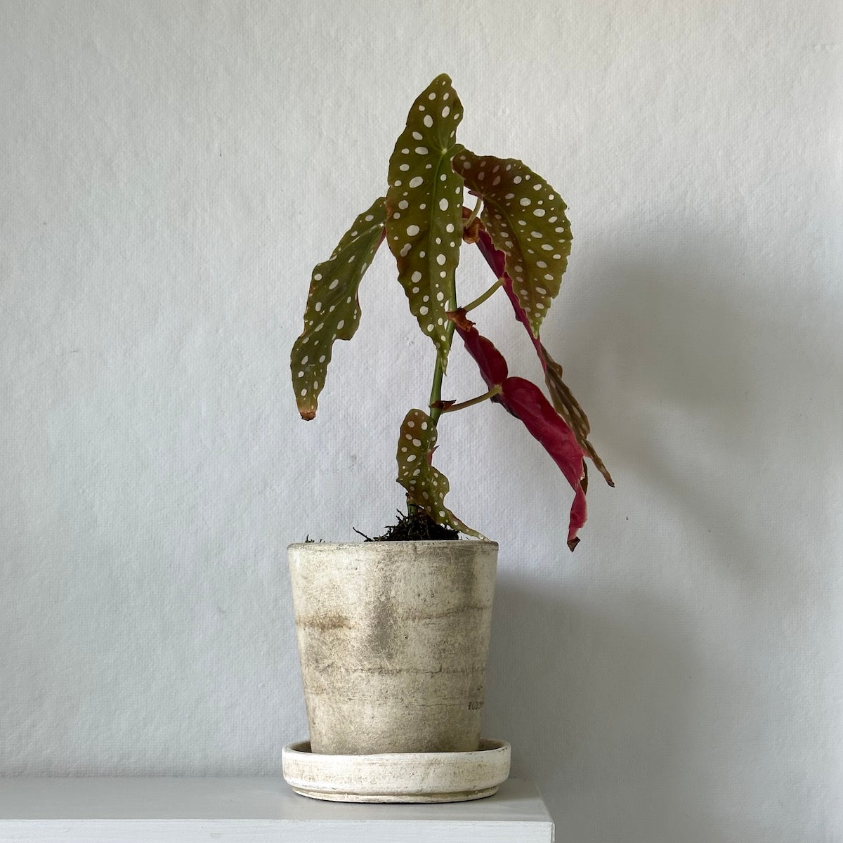 Angel Wings Begonia, Potted