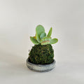 Kalanchoe Flap Jack  Kokedama