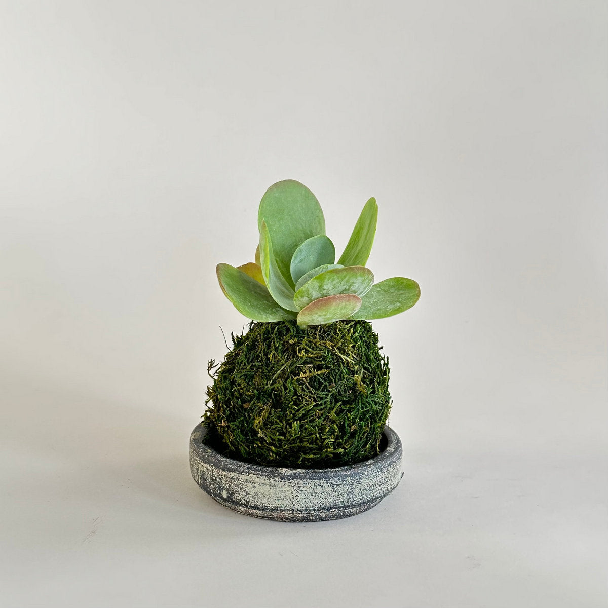 Kalanchoe Flap Jack  Kokedama