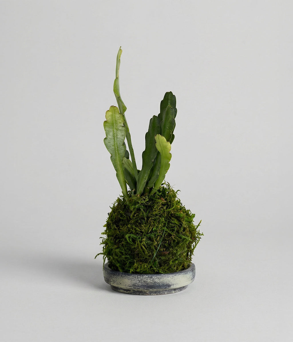 Orchid Cactus Kokedama