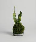 Orchid Cactus Kokedama