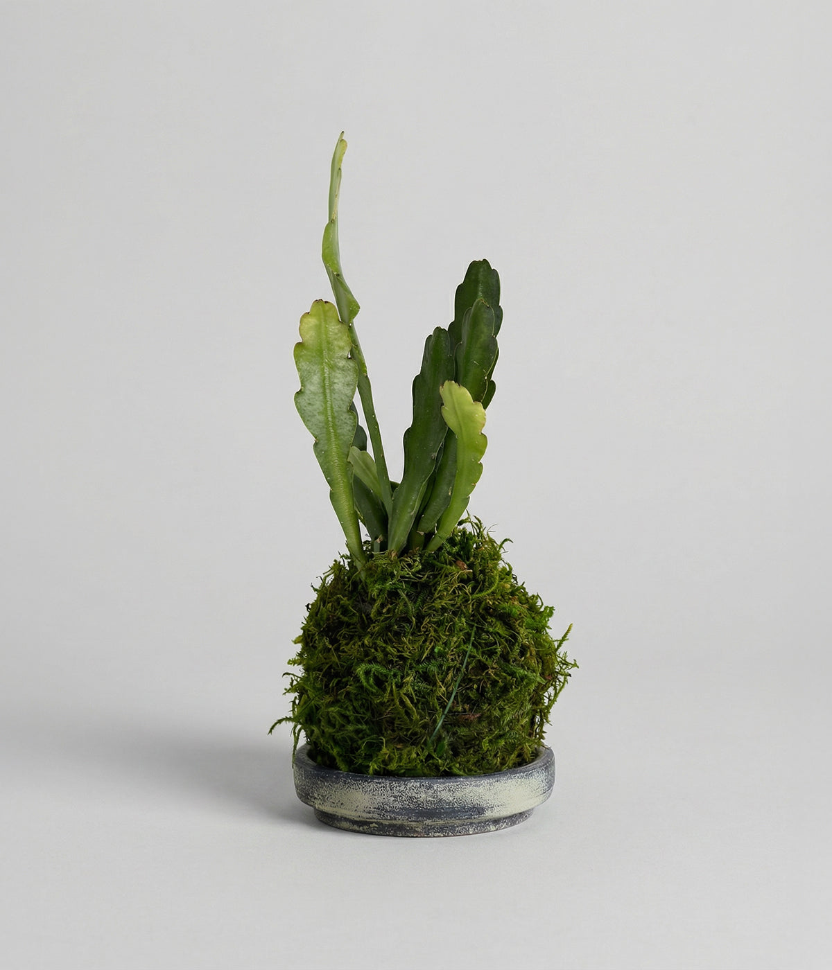 Orchid Cactus Kokedama
