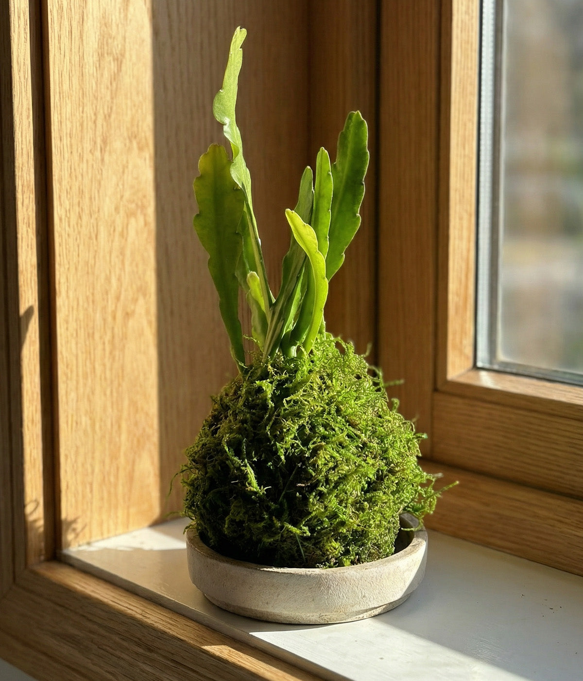 Orchid Cactus Kokedama