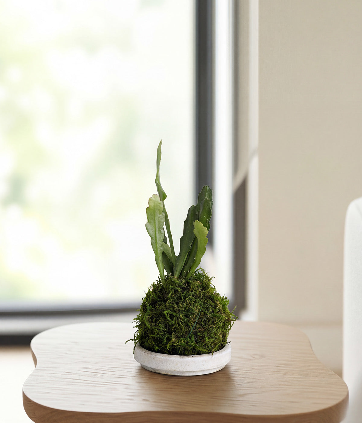 Orchid Cactus Kokedama