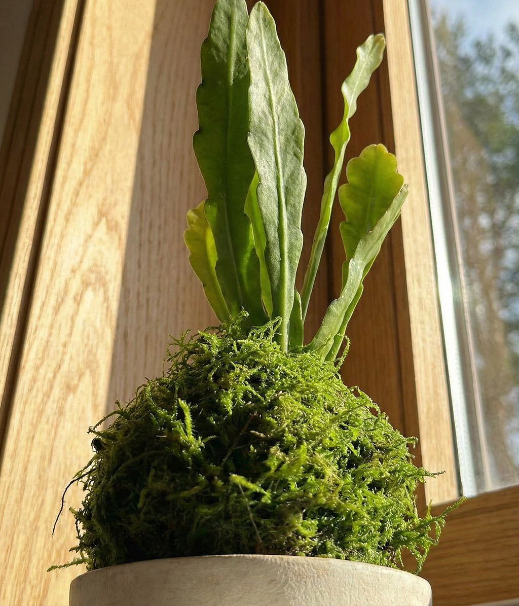 Orchid Cactus Kokedama