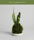 Orchid Cactus Kokedama