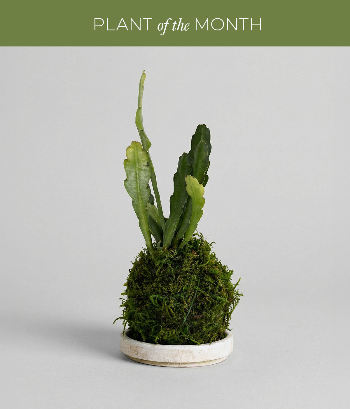 Orchid Cactus Kokedama