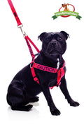 Caution Dog Lead and Strap Harness