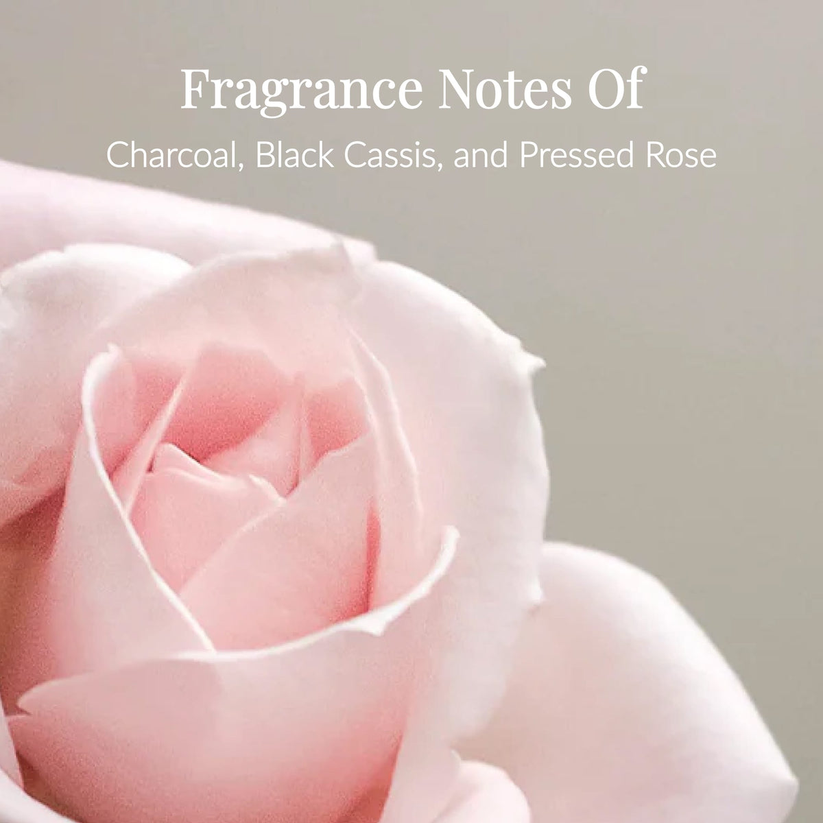 Charcoal Rose Body Lotion