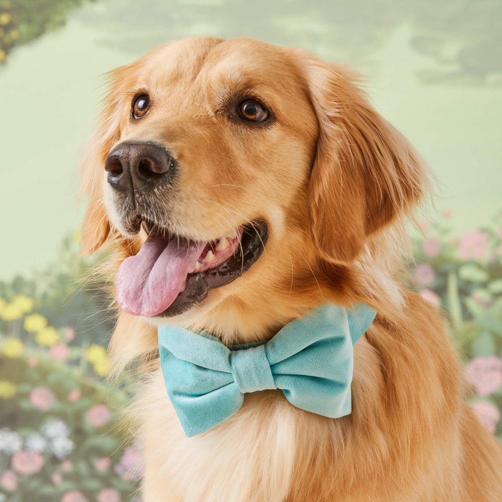 Robin’s Egg Velvet Bow Tie Collar
