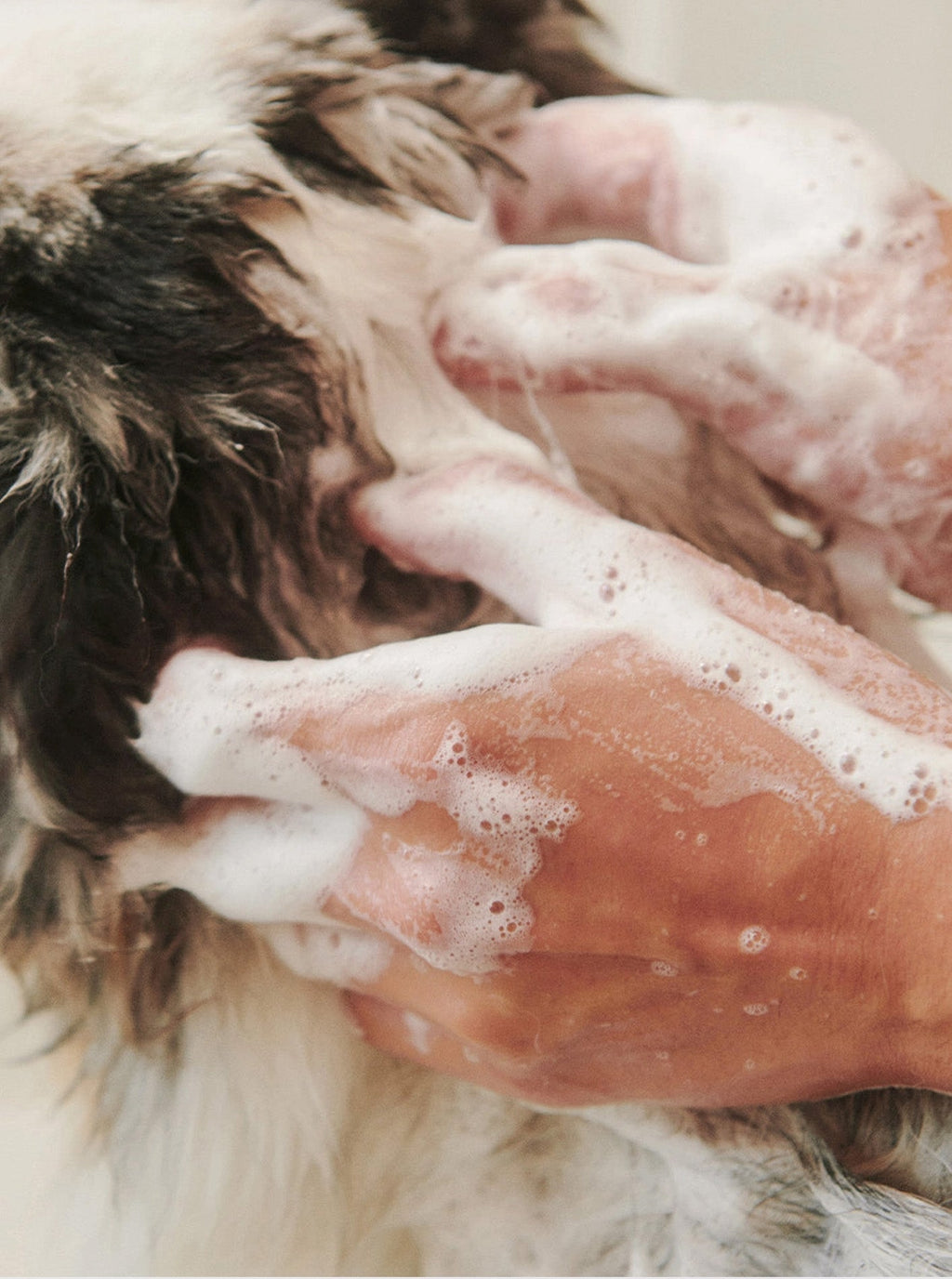 SOOTHE GENTLE CLEANSING DOG SHAMPOO by Dandylion