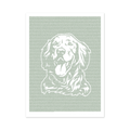 Dog Breeds