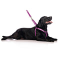 Do Not Feed Dog Strap Harness