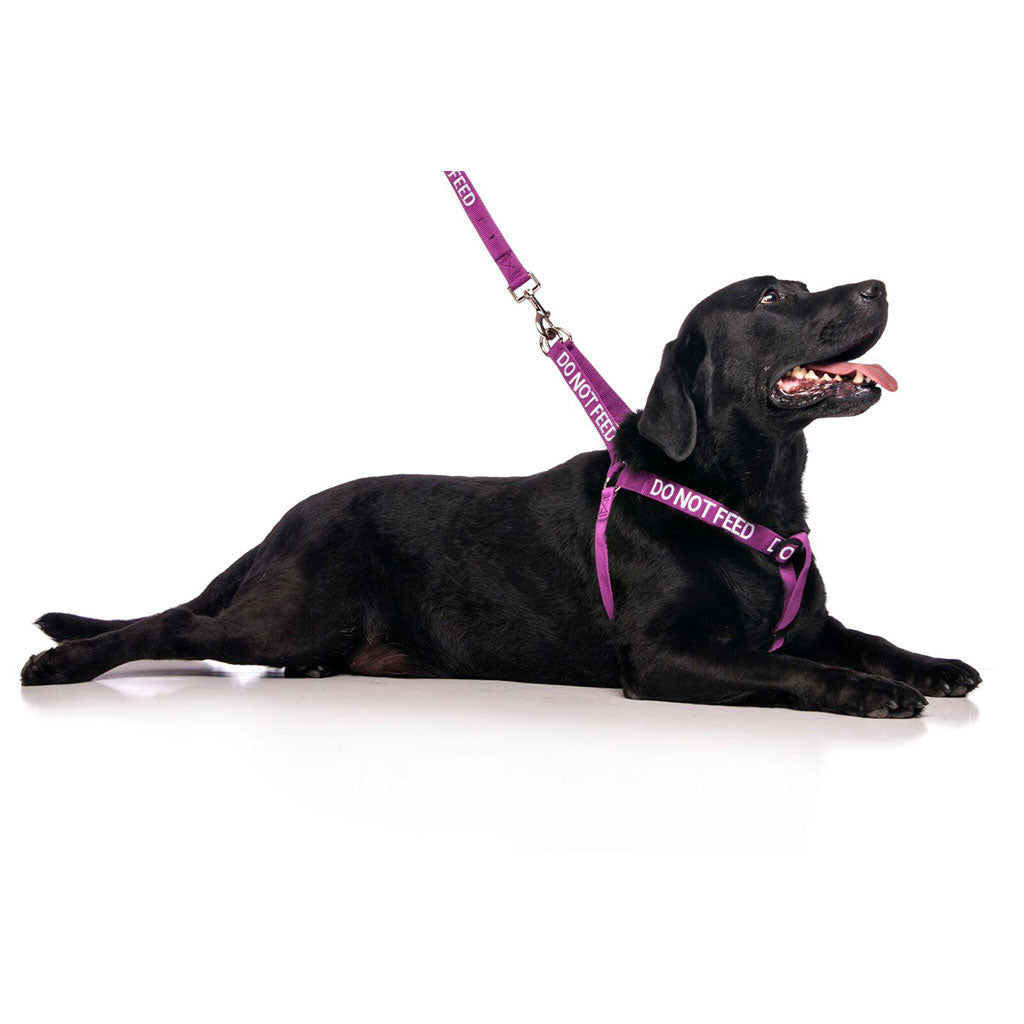 Do Not Feed Dog Strap Harness