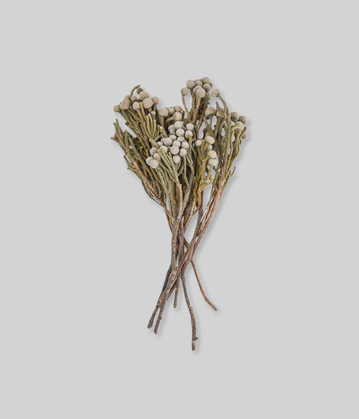 Dried Natural Silver Brunia Stems