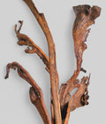Polished Dried Natraj Branches