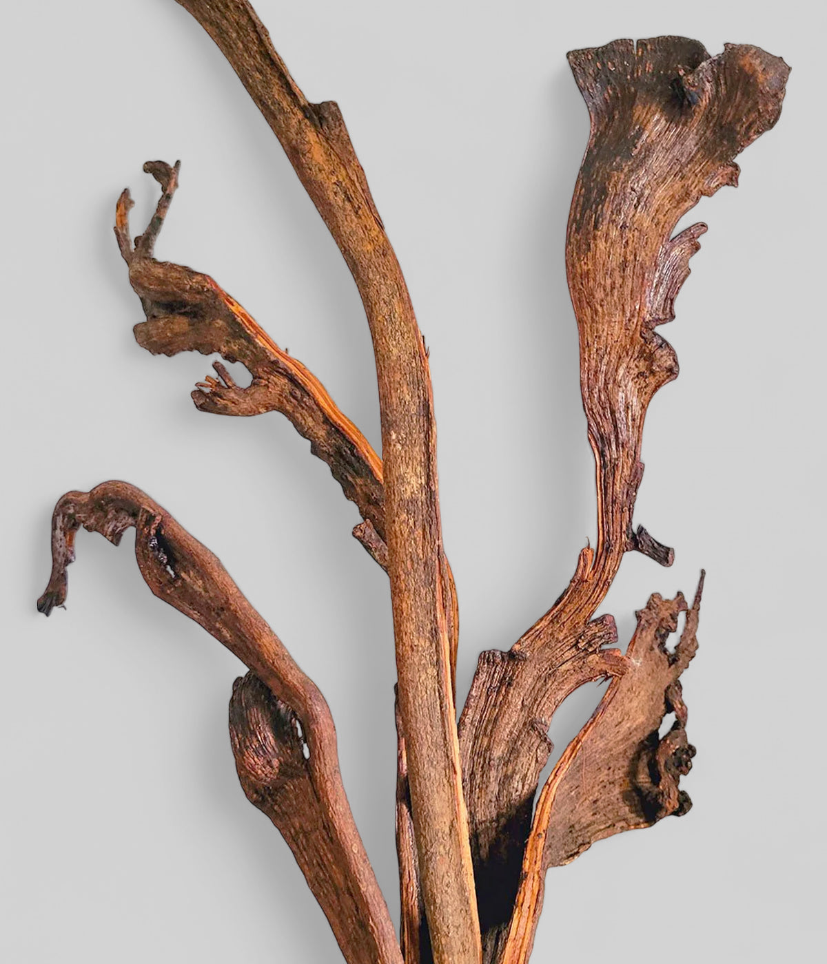 Polished Dried Natraj Branches
