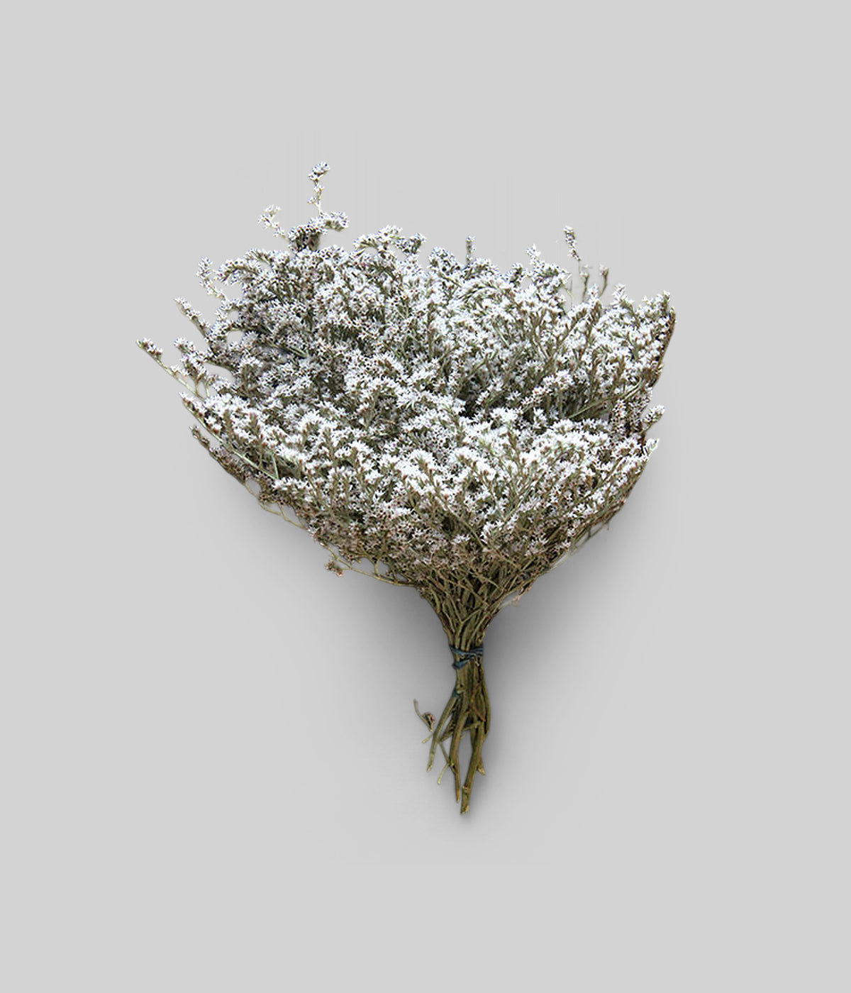 Dried German Statice