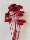 Dried Yarrow, Red