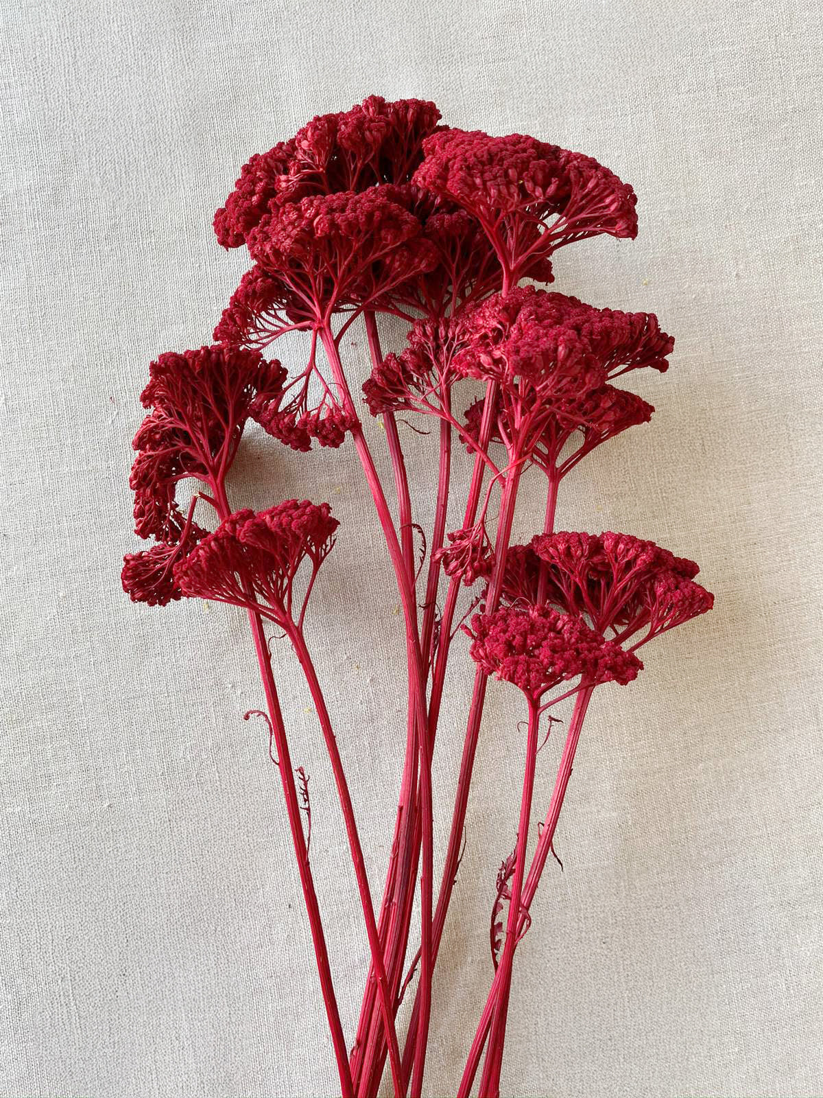 Dried Yarrow, Red