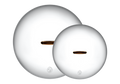 The Lid Family