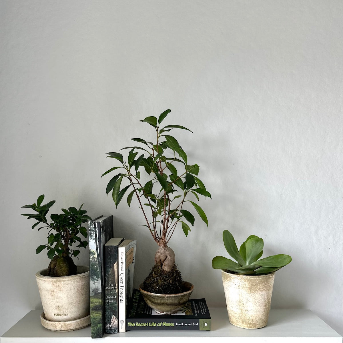 Ficus Bonsai, Potted