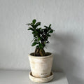 Ficus Bonsai, Potted