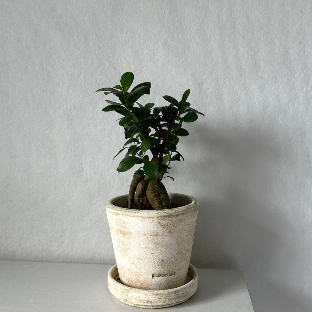 Ficus Bonsai, Potted