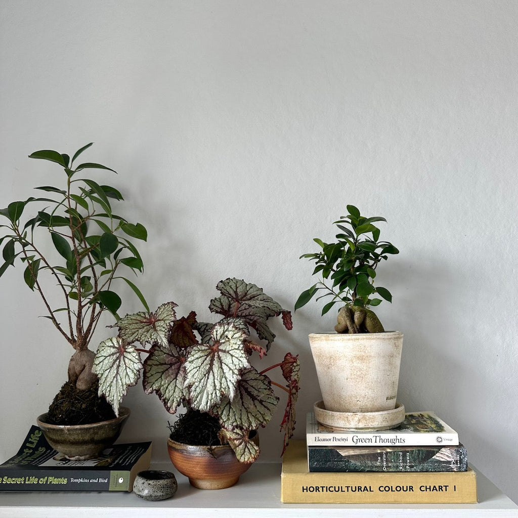 Ficus Bonsai, Potted