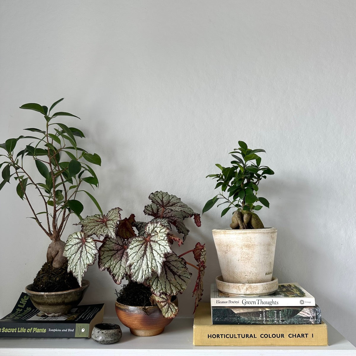 Ficus Bonsai, Potted