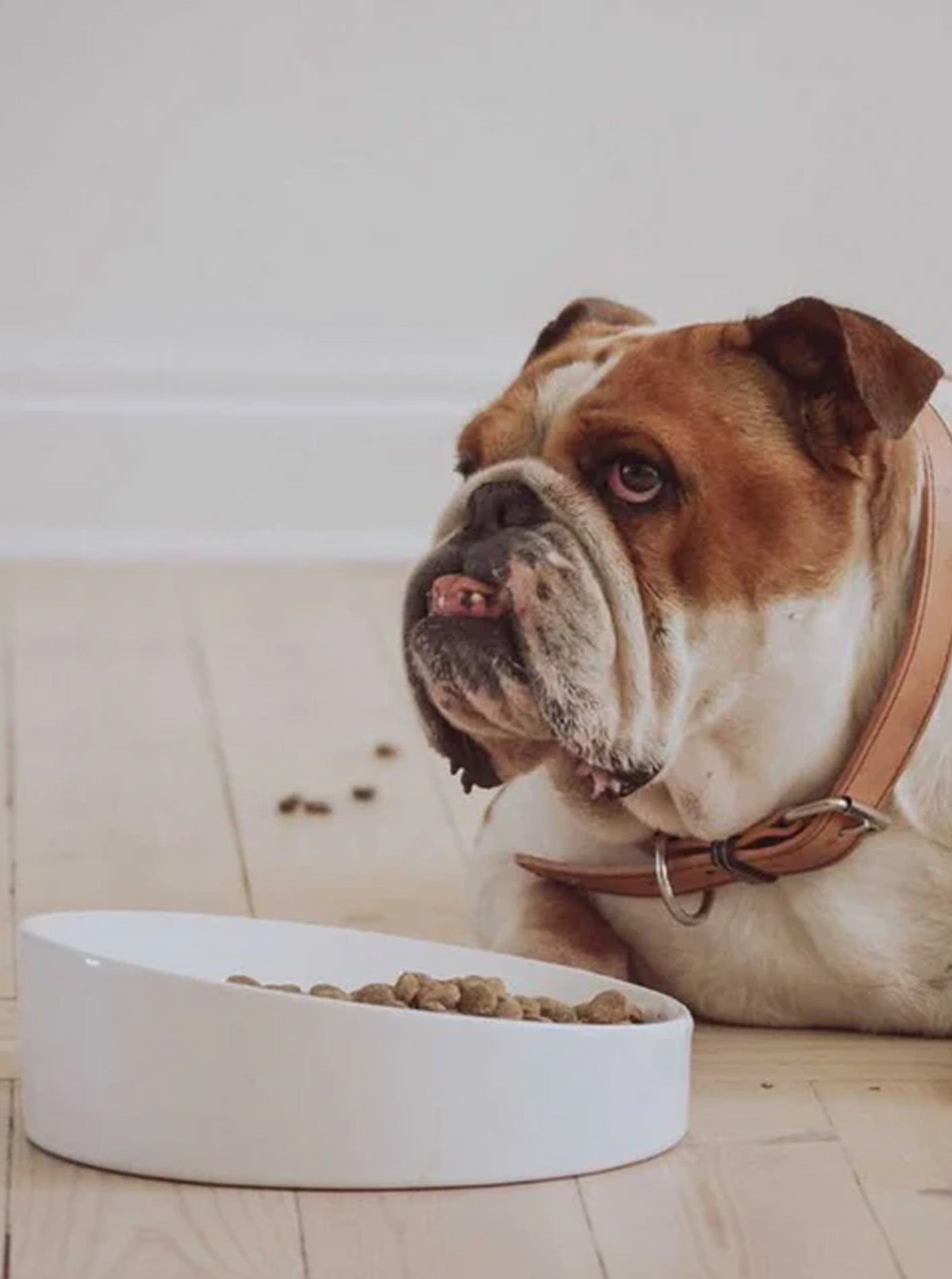 FLAT-FACED CERAMIC DOG BOWL
