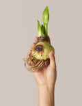 Charming' Amaryllis Kit