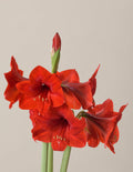 Red Lion' Amaryllis Kit
