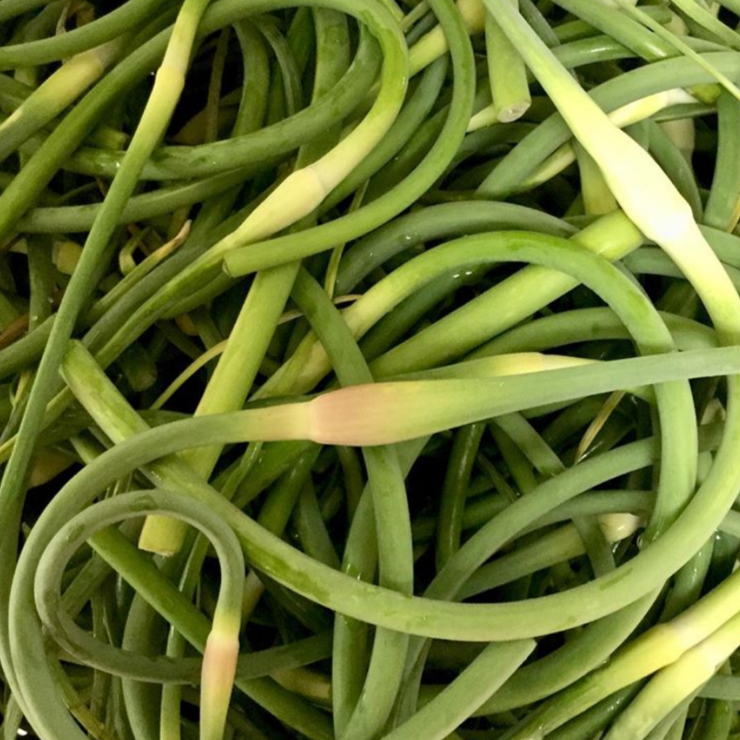 Garlic Scape Pickle
