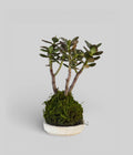 Jade Bonsai Kokedama