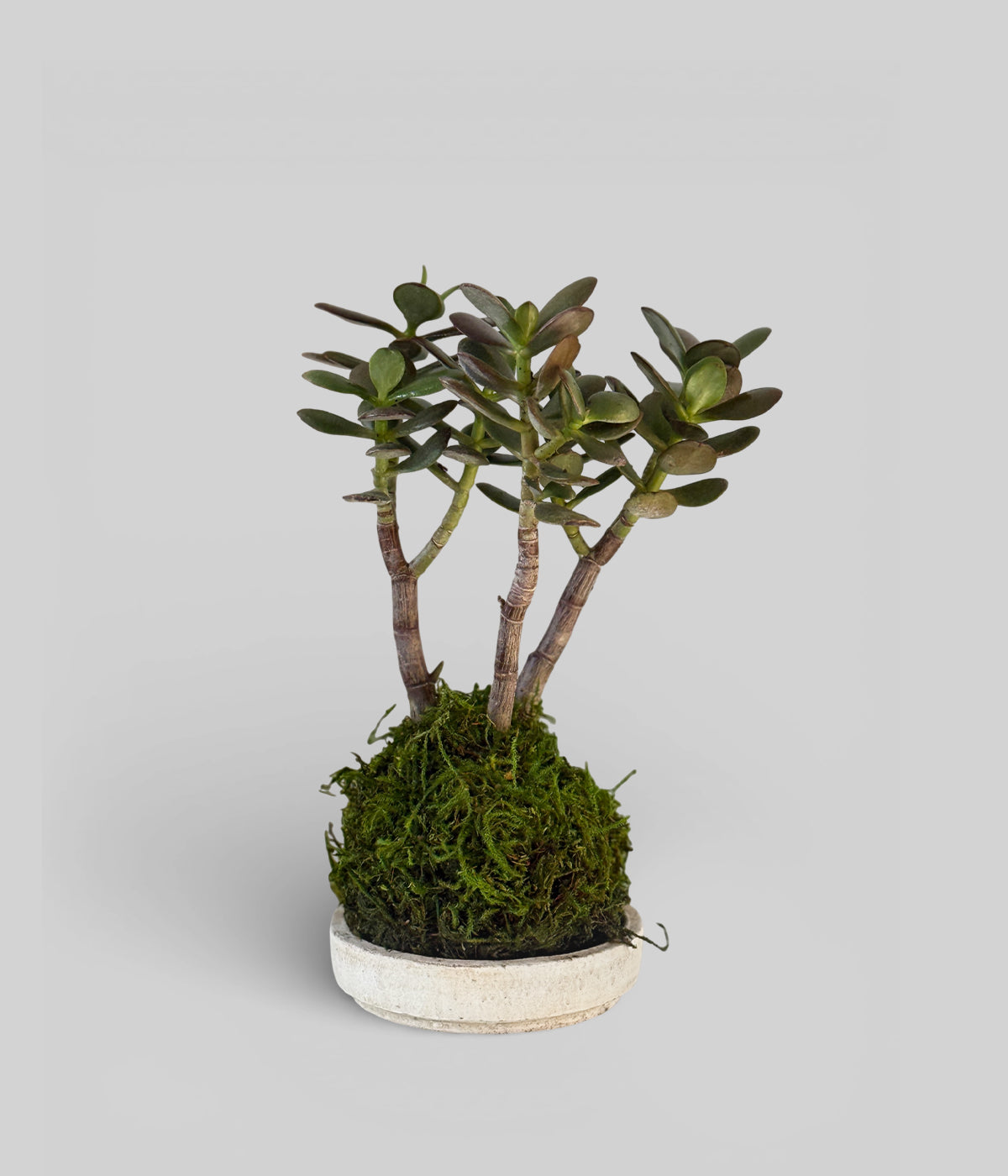 Jade Bonsai Kokedama